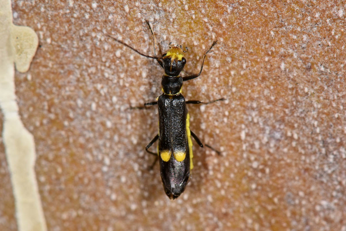 Cantharidae:  Malthinus cfr. scriptus, femmina